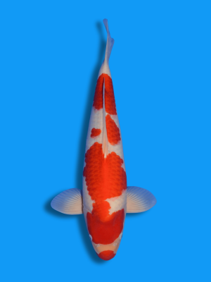 Kuchibeni Kohaku | Koi&Co.